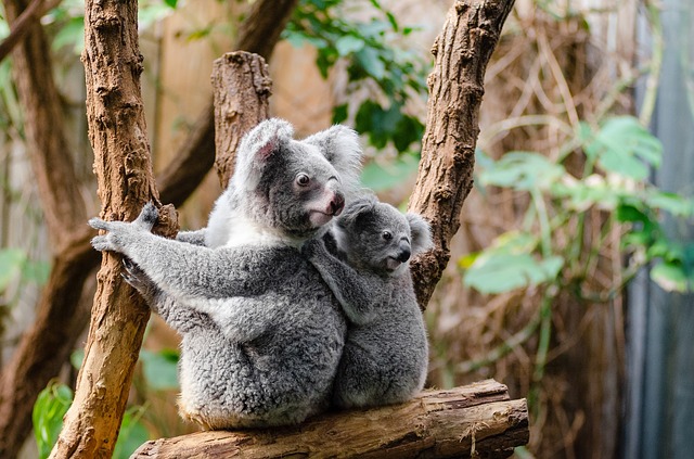 medvídek koala